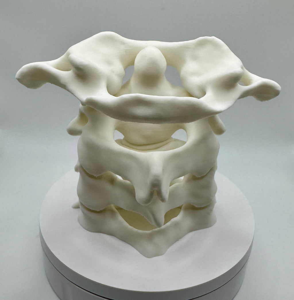 Cervical Spine Vertebrae Pen Holder